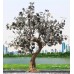 Artificial Tree Light 07
