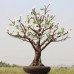 Bonsai Tree Light 05